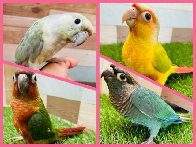 キュートなお顔のウロコインコに癒されちゃいましょ☺️💕ウロコインコフェア開催中‼️