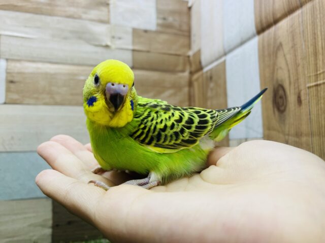 セキセイインコ