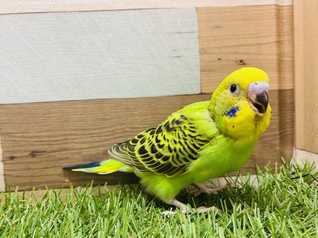 セキセイインコ