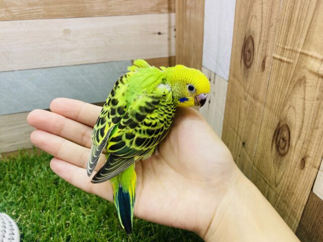 セキセイインコ