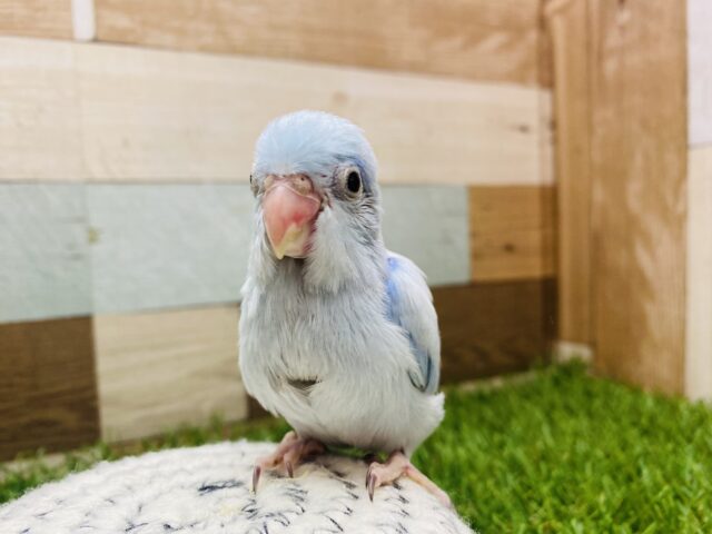 最新画像有ります✨優しいブルーが可愛すぎます🩵ちょこんとサイズ感のマメルリハインコ（アメリカンホワイト）男の子⭐️