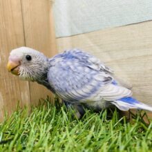 この美しさのトリコになっちゃう🥰絶妙なブルーのセキセイインコ💙