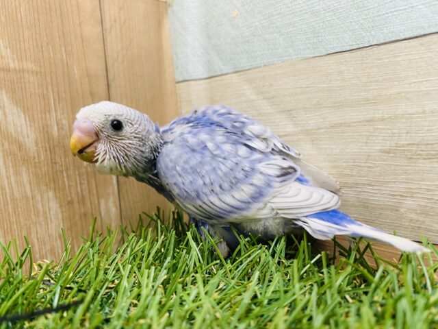 この美しさのトリコになっちゃう🥰絶妙なブルーのセキセイインコ💙