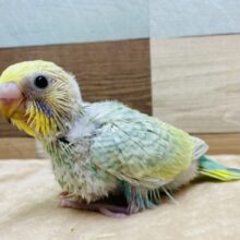 キュルキュルおめめに輝くエメラルドグリーン🧚✨セキセイインコパステルカラーレインボー！