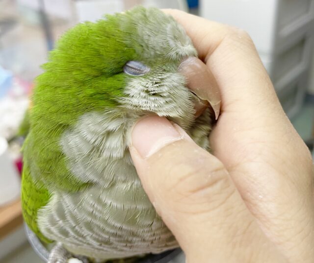 オキナインコ