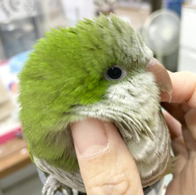 オキナインコ