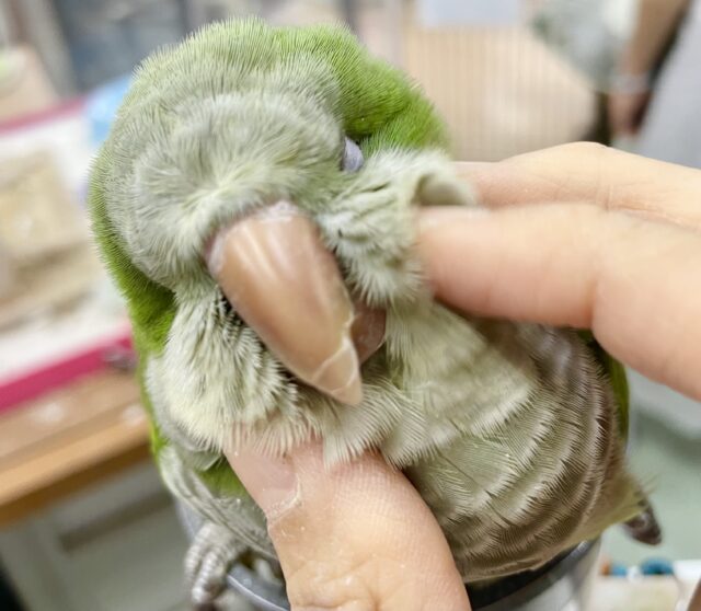 オキナインコ