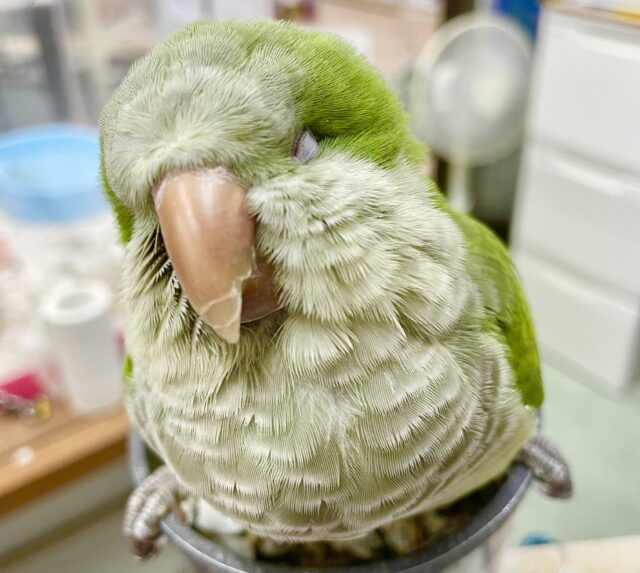 オキナインコ