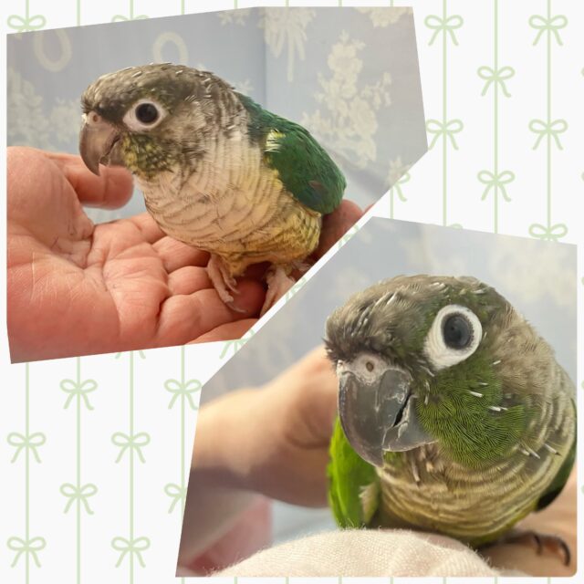 ☀️夏休み🎐𖤐ウロコインコフェア開催チュウ！ウロコちゃん達とあそぼっ💕( ˶>ᴗ<˶)(~9/1まで)