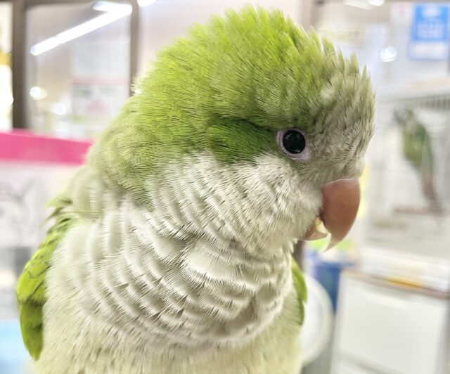 オキナインコ