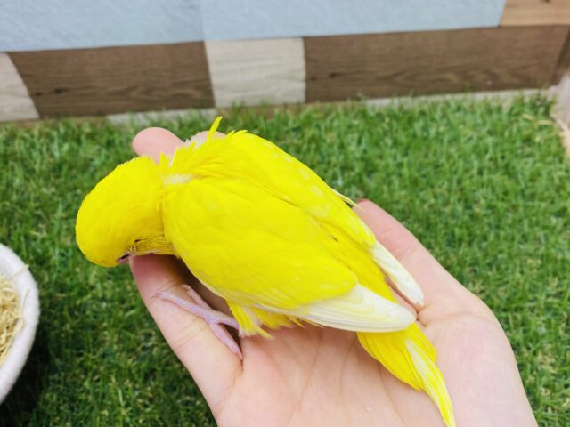 セキセイインコ