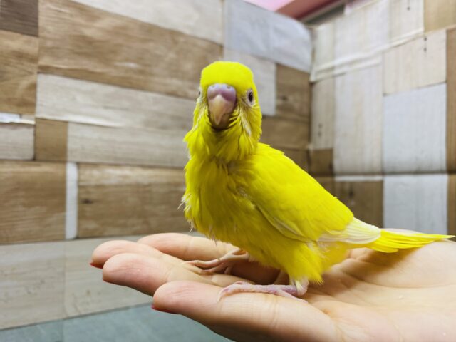 セキセイインコ