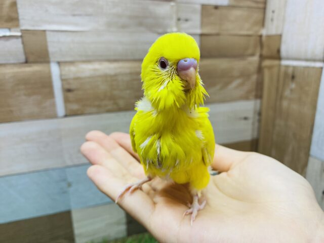 セキセイインコ