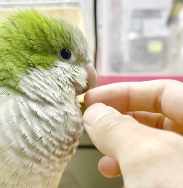 オキナインコ