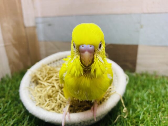 セキセイインコ