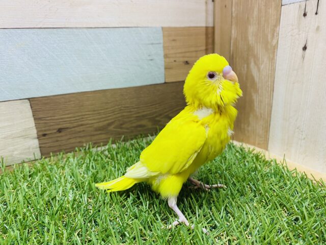 セキセイインコ