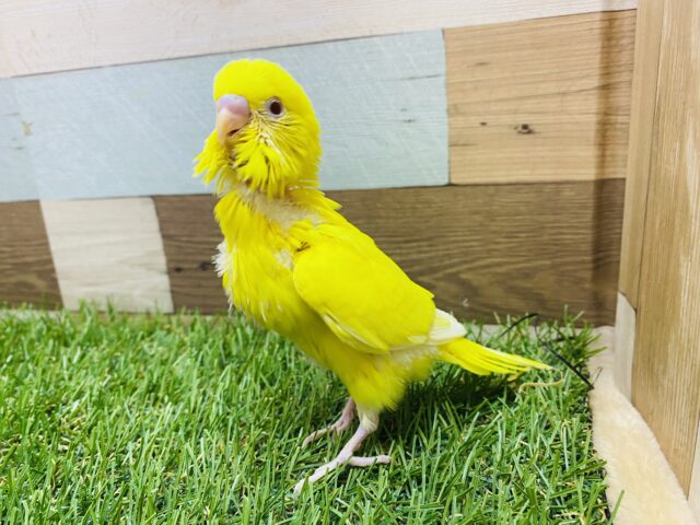 セキセイインコ