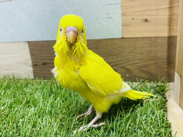 真夏の太陽☀️のようなイエローです❗️明るさ全開のセキセイインコルチノー