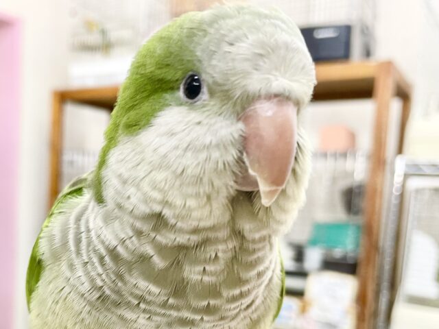 オキナインコ