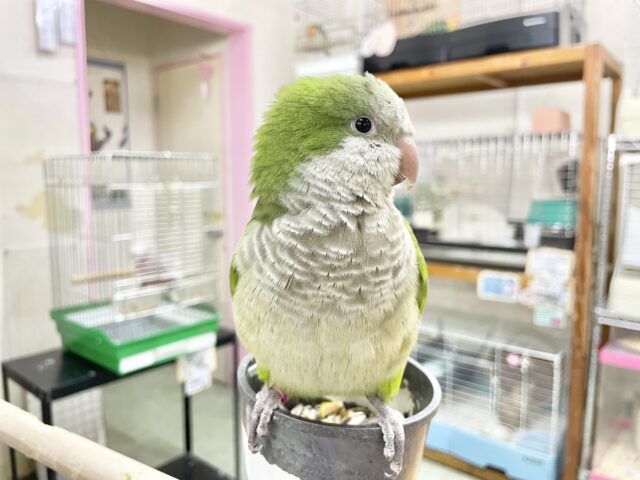 オキナインコ