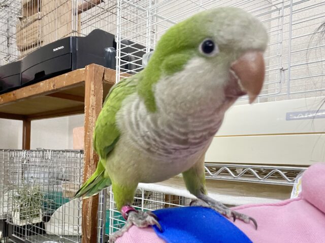 オキナインコ