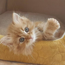 甘々すぎて溶けちゃいそう…サイベリアンくん！