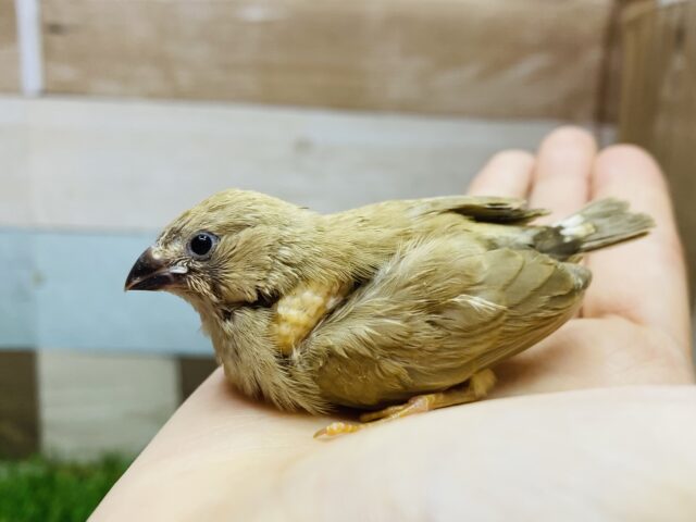 ちびっ子ちゃんが真剣な眼差しで見つめています🥰キンカ鳥シナモンカラー🤎