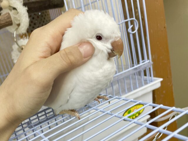 オキナインコ