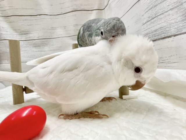 オキナインコ