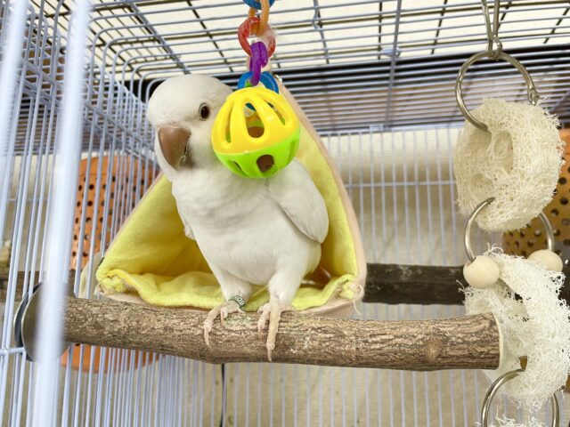 オキナインコ