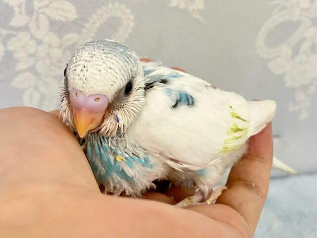 もくもくCLOUD☁️𓈒 𓂂𓏸てちてち元気っ子🤗🫶セキセイインコ(ブルーパイド2024年7月生まれ)