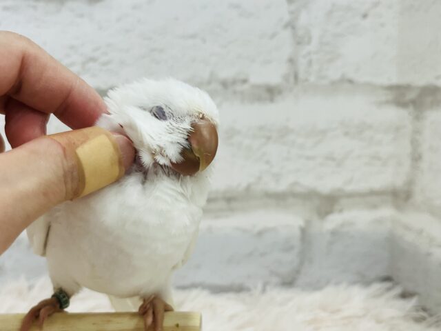 オキナインコ