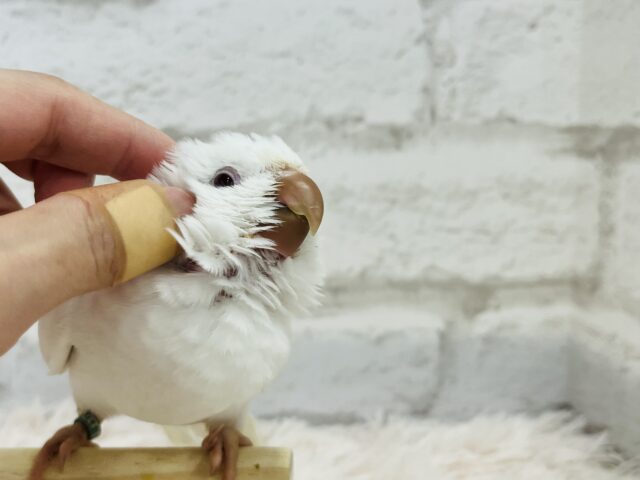 オキナインコ