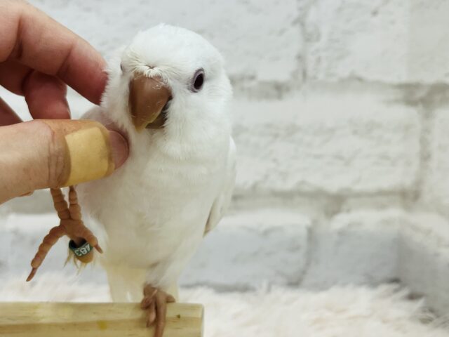 オキナインコ