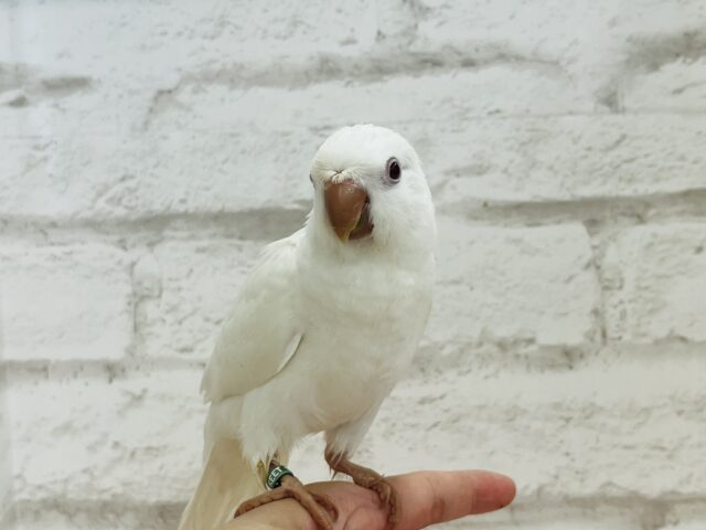 オキナインコ