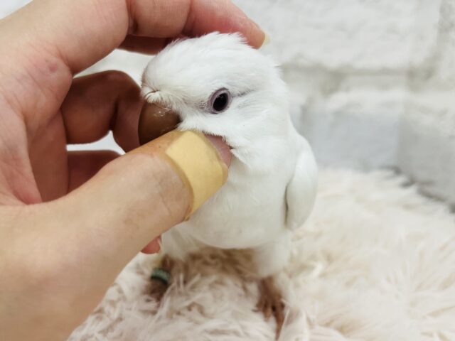 オキナインコ