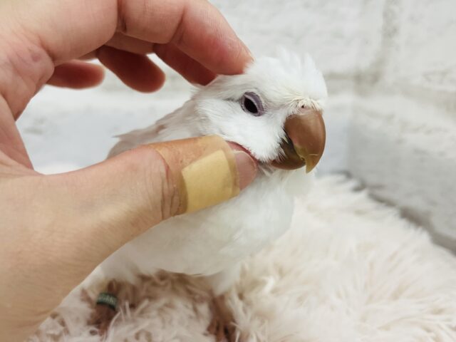 オキナインコ