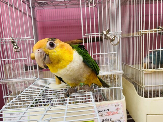 シロハラインコ