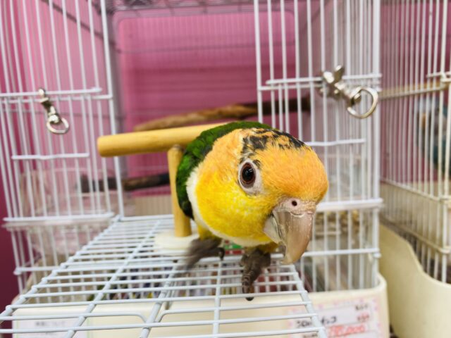 シロハラインコ