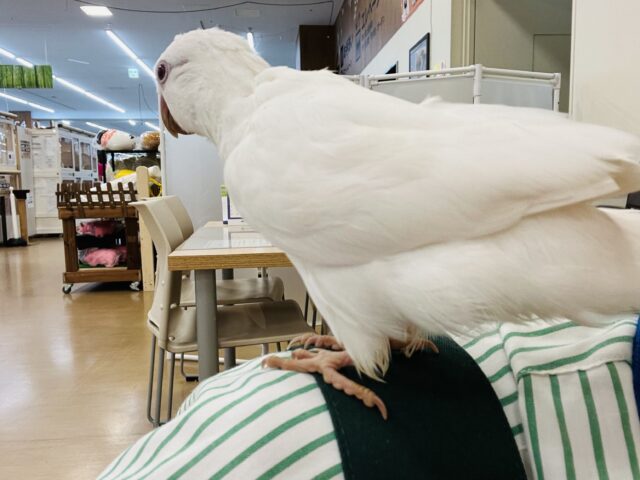 オキナインコ