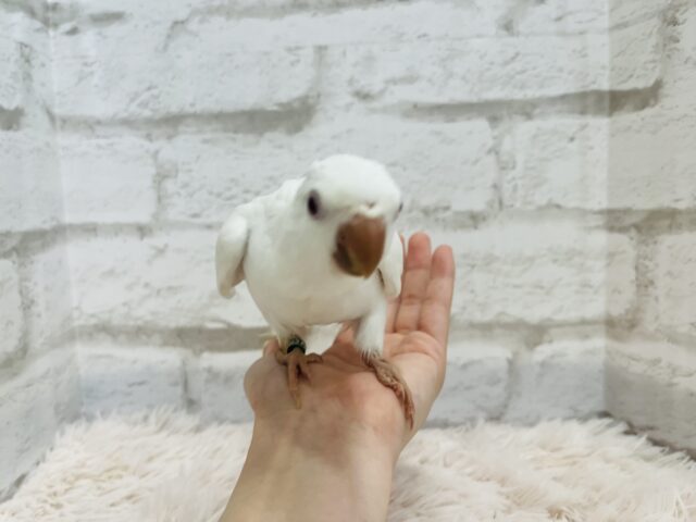 オキナインコ