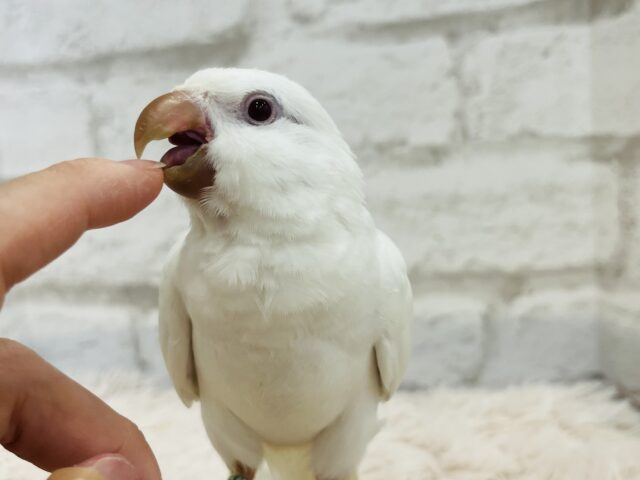 オキナインコ