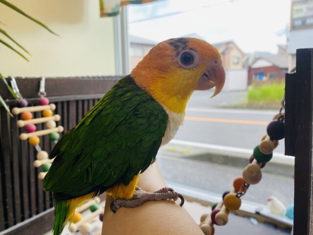 シロハラインコ