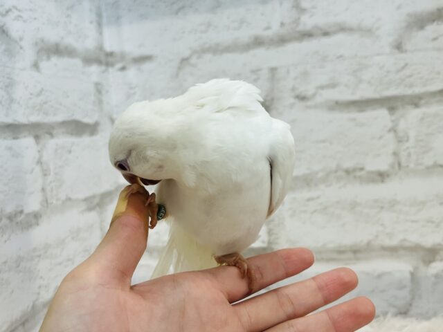 オキナインコ