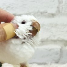 【動画更新🪄】真っ白ふわふわ🫧ルビーアイ🤍オキナインコ(アルビノ) ヒナ