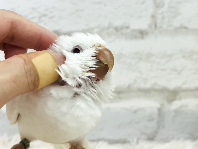 【動画更新🪄】真っ白ふわふわ🫧ルビーアイ🤍オキナインコ(アルビノ) ヒナ