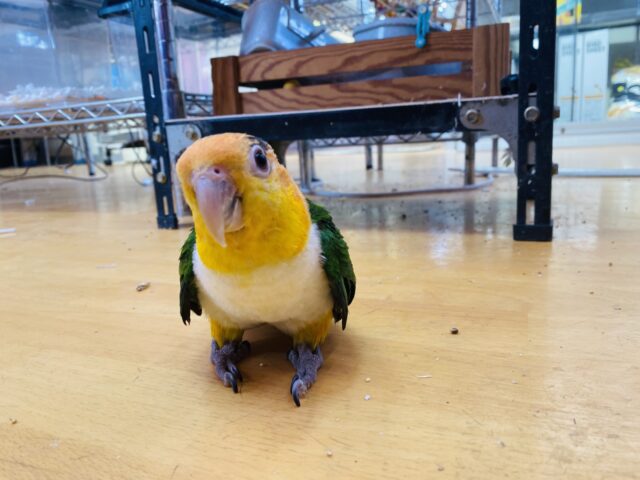 シロハラインコ