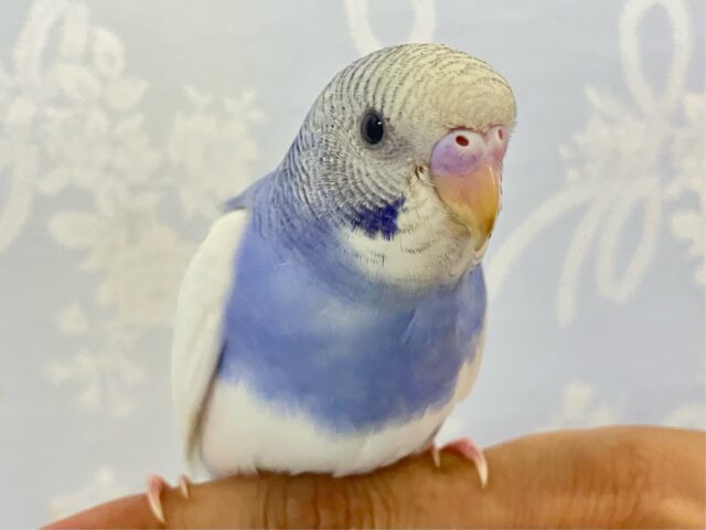 ✨最新画像✨️甘酸っぱベリー🫐にたっぷりヨ〜グルト！🤍セキセイインコ(パイド2024年6月生まれ)