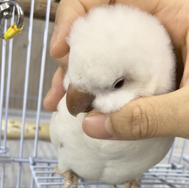 オキナインコ