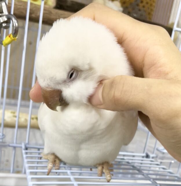 オキナインコ